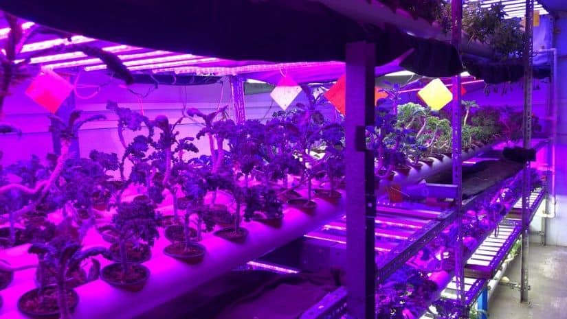 As many as 2,500 plant varieties including kale, cherry tomatoes, pak choi, iceberg lettuce, red swiss chard, rocket, basil, capsicum, among others are cultivated at this farm. Image via The Third Pole