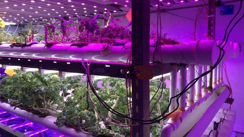 Dim LED lights are optimized for every plant, adjusted according to its own declared spectrum. Image via The Third Pole