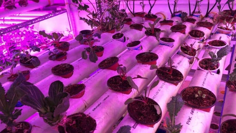 Different types of vegetables, mostly non-seasonal, are grown at this vertical farm at the Site Industrial Area of Karachi, where light, humidity and temperature is optimally controlled. September 26, 2019. (AN Photo)/ Image via The Third Pole
