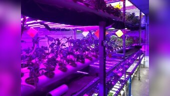 A yarn factory-turned-vertical farm in Karachi produces city's freshest greens using eco-friendly tech, zero pesticide