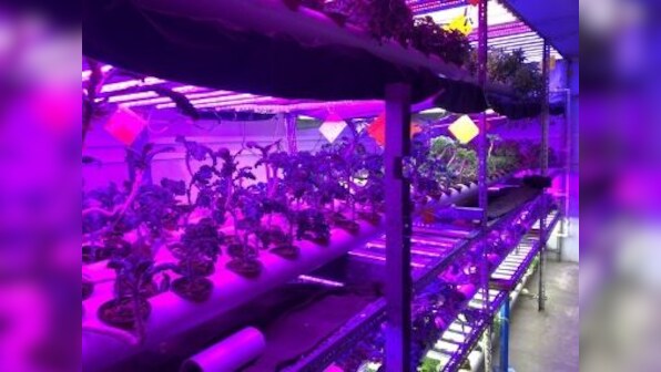 A yarn factory-turned-vertical farm in Karachi produces city's freshest greens using eco-friendly tech, zero pesticide