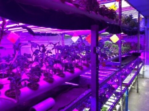 A yarn factory-turned-vertical farm in Karachi produces city's freshest greens using eco-friendly tech, zero pesticide A yarn factory-turned-vertical farm in Karachi produces city's freshest greens using eco-friendly tech, zero pesticide