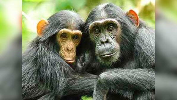 From stealthy chimps, smart orca whales to farmer leafcutter ants, animals do better as community than humans