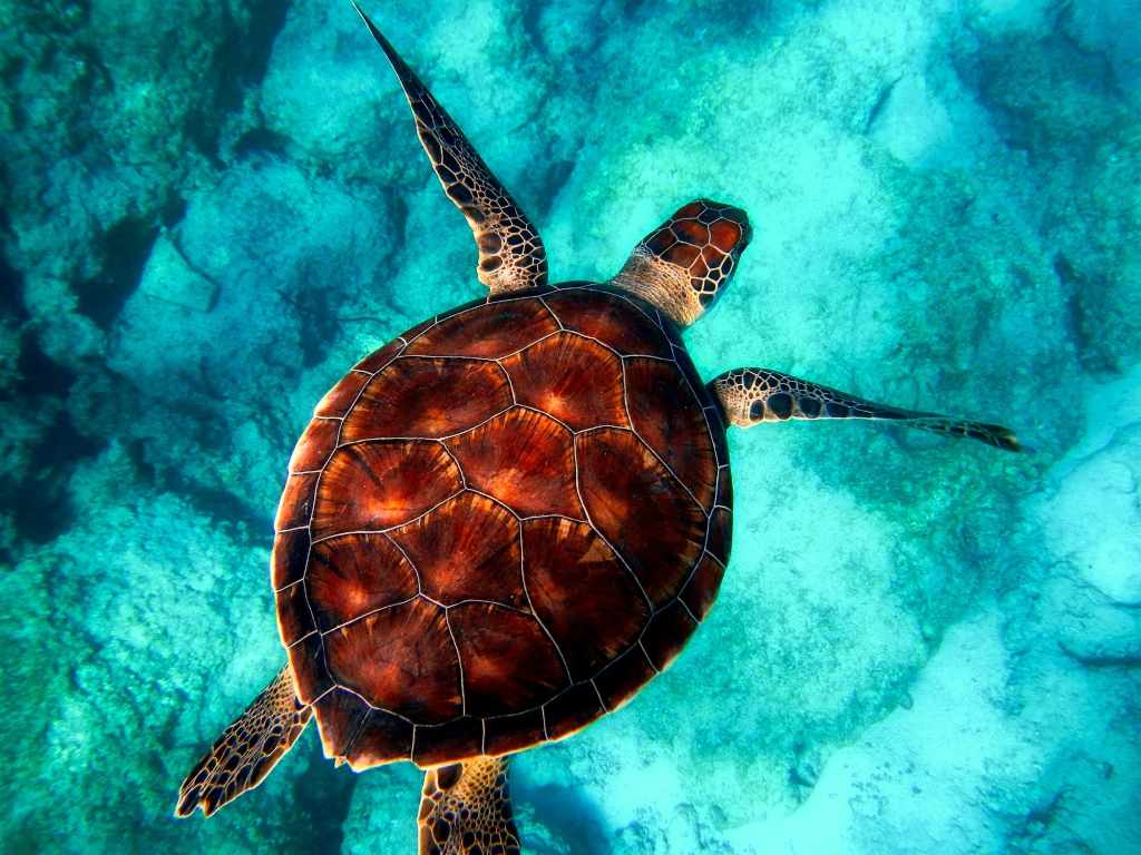 Wildlife Week 2019: A saga of Indias Turtle Man Friday and the sea turtles he is fighting to protect