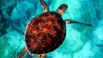 Wildlife Week 2019: A saga of India's Turtle Man Friday and the sea turtles he is fighting to protect