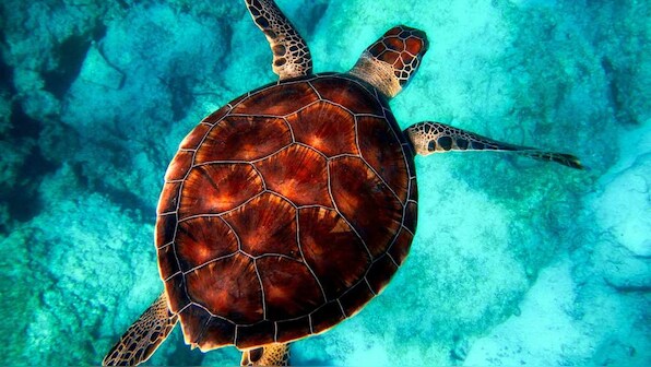 Wildlife Week 2019: A saga of India's Turtle Man Friday and the sea turtles he is fighting to protect