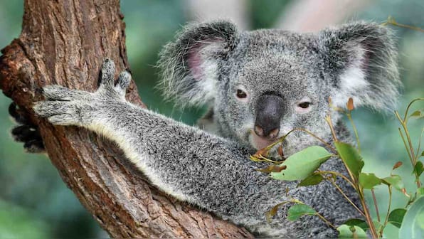 'Koala AIDS' research shows the species evolving a natural defense against the virus