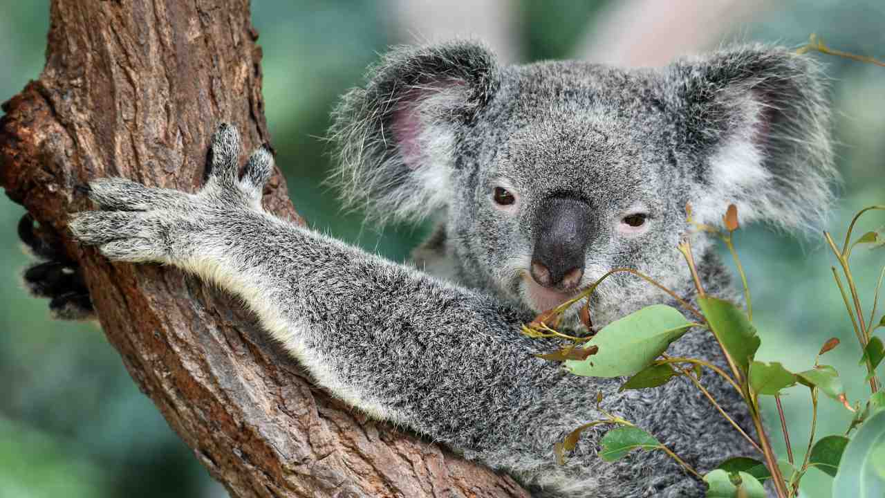 'Koala AIDS' research shows the species evolving a natural defense against the virus 'Koala AIDS' research shows the species evolving a natural defense against the virus