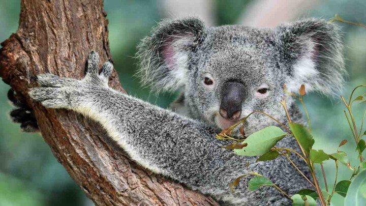 'Koala AIDS' research shows the species evolving a natural defense against the virus