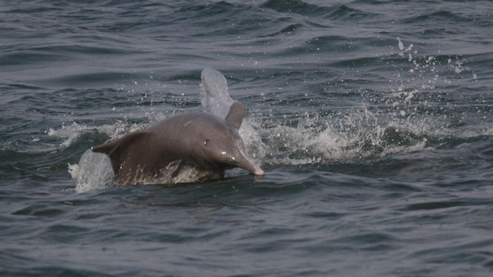Oceanic dolphins found to show signs of Alzheimer's disease