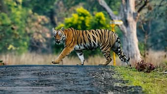 Wildlife Week 2019: Tragic tale of 'man-eating' tigress Avni tells us so much about the climate crisis