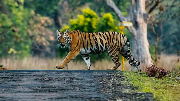 Wildlife Week 2019: Tragic tale of 'man-eating' tigress Avni tells us so much about the climate crisis