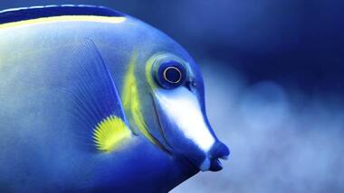 Curious Kids: Do fish ever get thirsty? If they do, do they drink sea water?