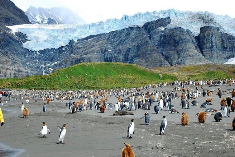 Sub-Antarctic islands such as South Georgia, which provides a home to the largest King penguin colonies on the planet, are especially vulnerable to climate breakdown. image credit: Sascha Grabow/Wikimedia Commons, CC BY-SA