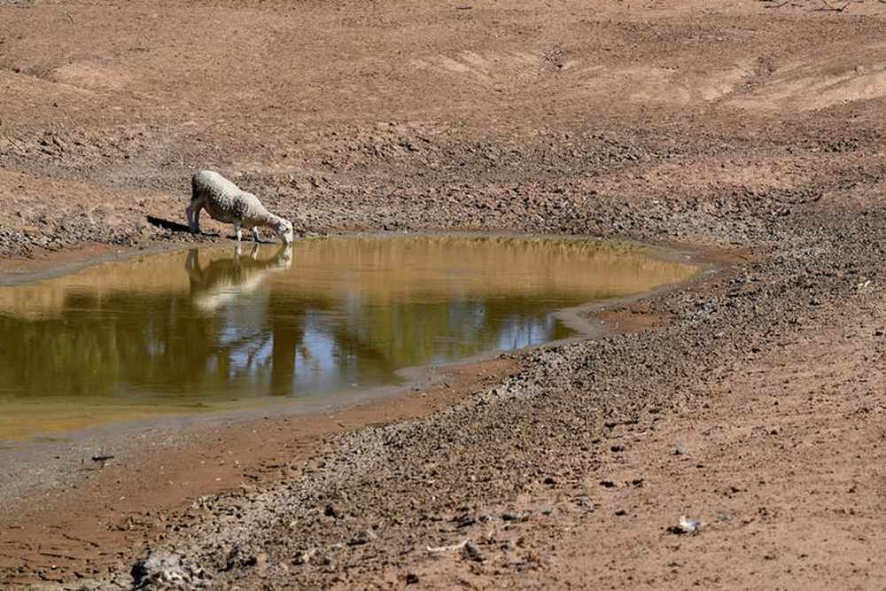 Sheep drink from a dried-up water storage canal between Pooncarie and Menindee in western NSW. Water shortages along the Murray Darling Basin have devastated ecosystems and communities. image credit: Dean Lewins/AAP