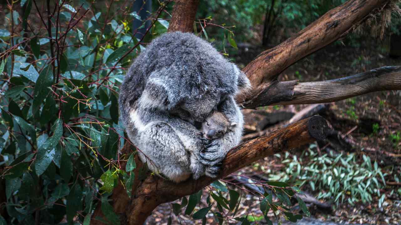 A mother koala cuddles with her baby.