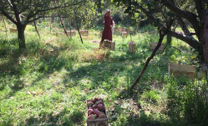 Witnessing events unfolding in the Valley since 5 August, apple cultivators are paying double for the fare, packing and plucking of apples. Firstpost/Quratulain Rehbar