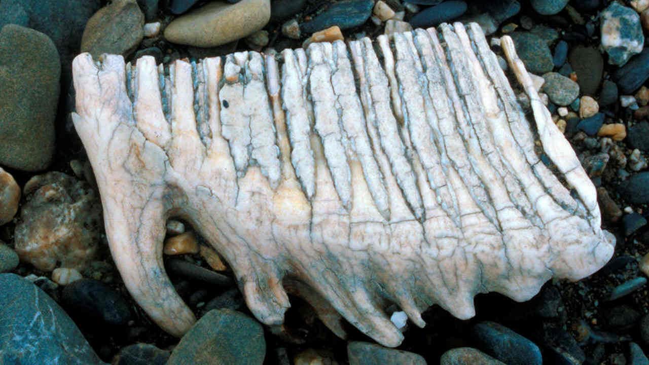 A mammoth tooth on the riverbank on Wrangel Island. image credit: JUHA KARHU