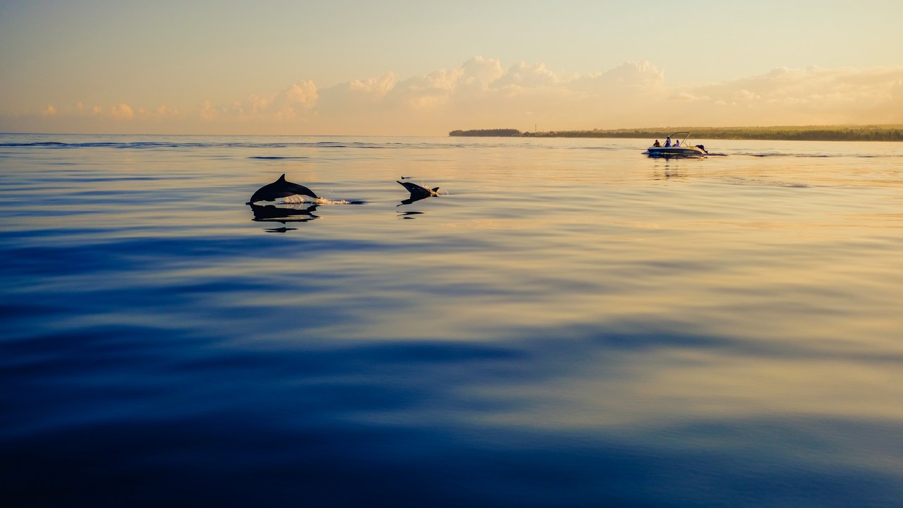 Wildlife Week 2019: Maharashtra's humpback dolphins locked in battle for safe habitats and food security Wildlife Week 2019: Maharashtra's humpback dolphins locked in battle for safe habitats and food security