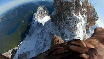 'Victor'ious eagle to record melting of Alp's glaciers with a camera mounted on his back