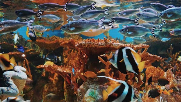 One of a kind study provides roadmap for protecting oceans in keeping with UN goal