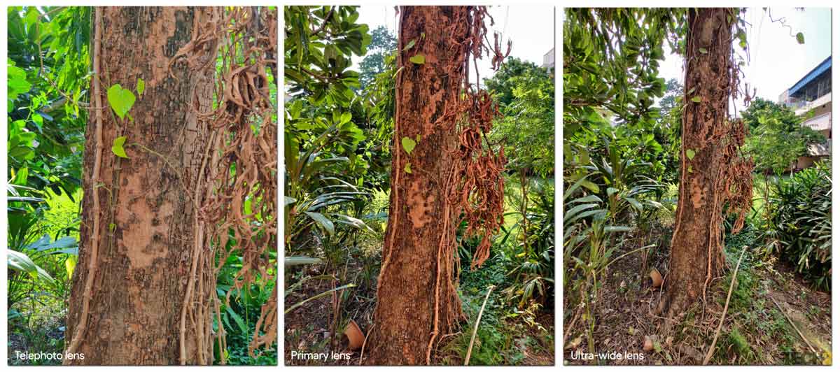 Shots of a tree and bushes in the background using the three lenses. Image: tech2/Abhijit Dey.