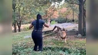 Today in Wait, What?: Woman climbs inside lion's enclosure in New York zoo — and dances