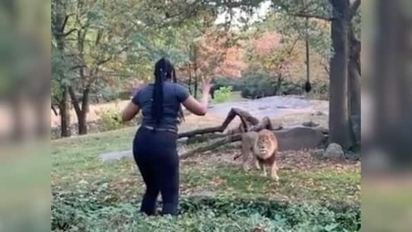 Today in Wait, What?: Woman climbs inside lion's enclosure in New York zoo — and dances