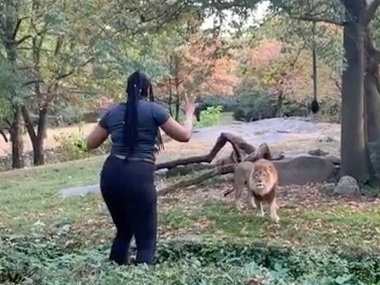 Today in Wait, What?: Woman climbs inside lion's enclosure in New York zoo — and dances Today in Wait, What?: Woman climbs inside lion's enclosure in New York zoo — and dances