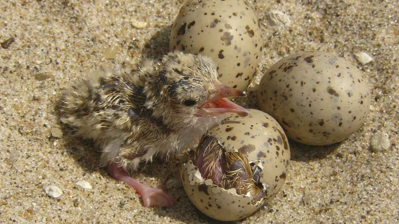 An interior least tern hatchling sits with other eggs in a nest. Image credit: AP