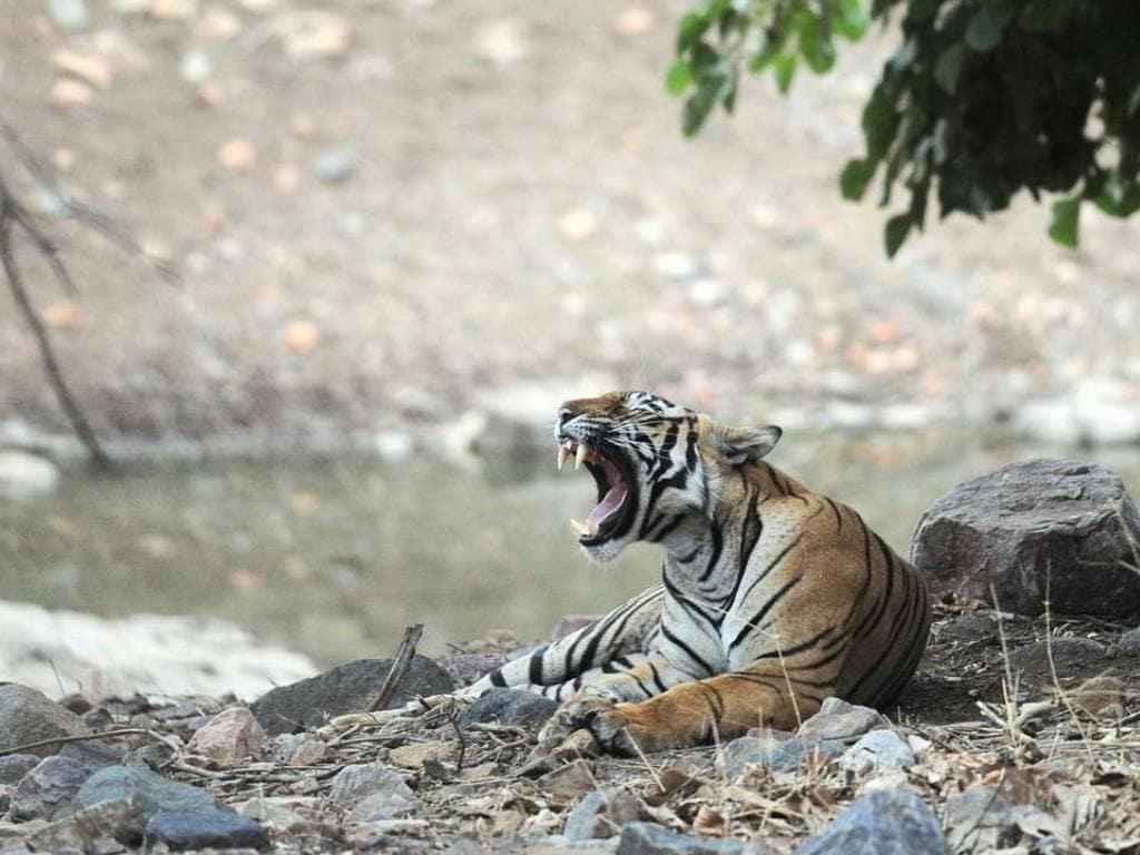 Wildlife Week 2019: Indias tiger census points to an urgent need for peaceful ecosystems where humans, tigers coexist