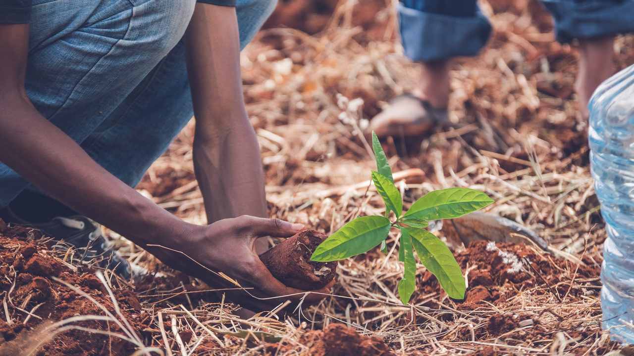 Planting a tree in a forest can reduce a person's total bill by five percent. Image credit: Pixabay
