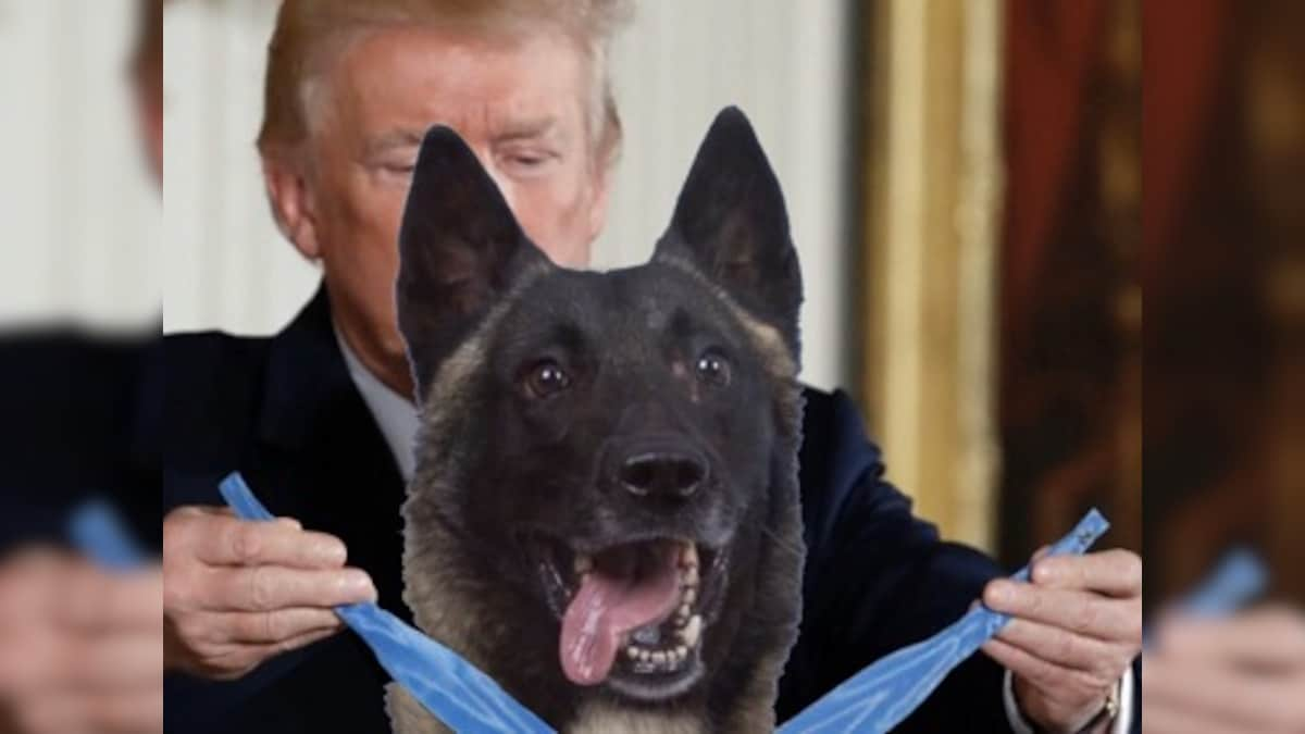 Donald Trump tweets faked photo of heroic dog from Abu Bakr al-Baghdadi raid receiving a medal