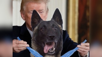Donald Trump tweets faked photo of heroic dog from Abu Bakr al-Baghdadi raid receiving a medal