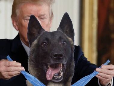 Donald Trump tweets faked photo of heroic dog from Abu Bakr al-Baghdadi raid receiving a medal
