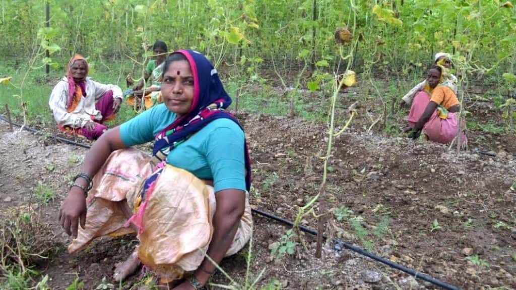 Women farmers have led from the front to adopt organic farming practices. Photo credit: Swayam Shikshan Prayog/The Third Pole.