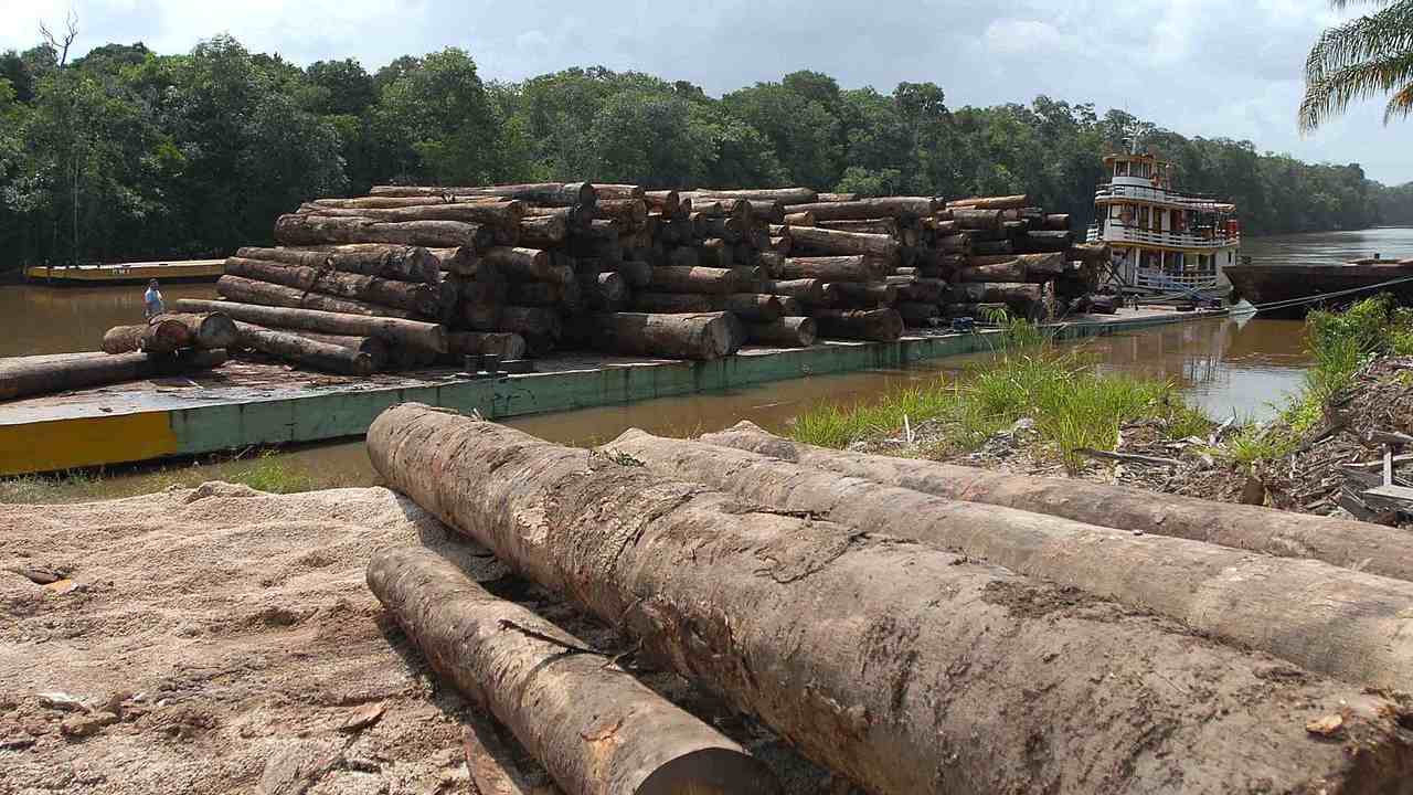 Logs of wood placed enar the river bank ready to be transported. Image credit: Wikipedia/Wilson Dias/Agência Brasil