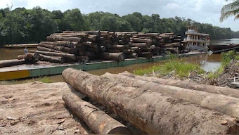 New study shows paying countries for their forests deters them from cutting trees
