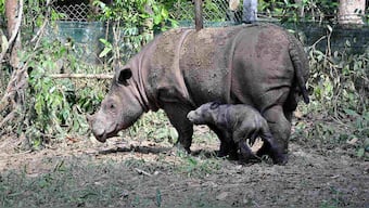 The Sumatran rhinos have gone extinct in Malaysia after the last rhino died from cancer