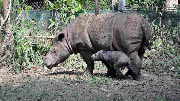 The Sumatran rhinos have gone extinct in Malaysia after the last rhino died from cancer