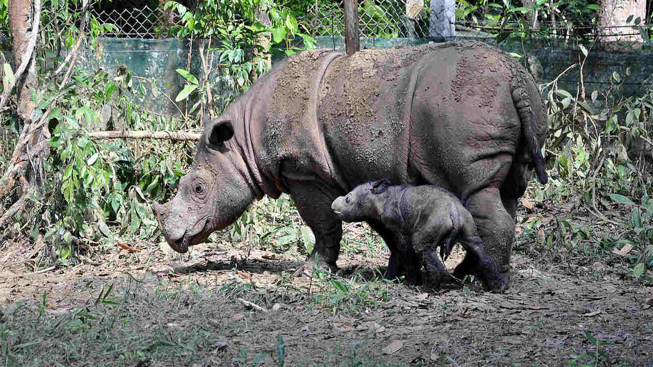 The Sumatran rhinos have gone extinct in Malaysia after the last rhino died from cancer The Sumatran rhinos have gone extinct in Malaysia after the last rhino died from cancer