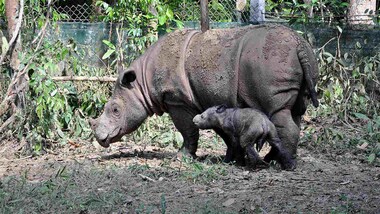The Sumatran rhinos have gone extinct in Malaysia after the last rhino died from cancer