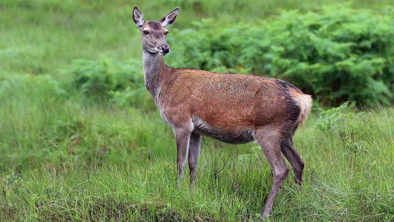 Female red deer reach sexual maturity at 2 years of age. Image credit: Wikipedia 