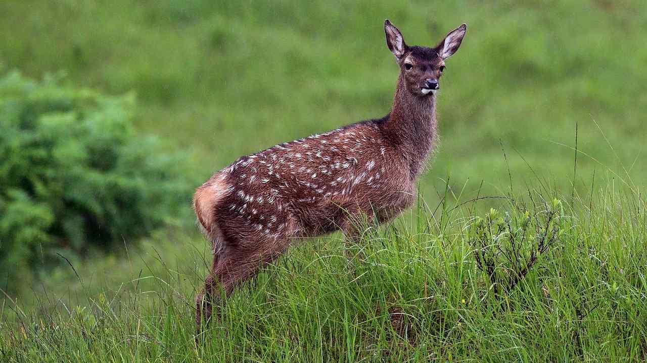 A young red deer out in the wild. Image credit: Wikipedia 
