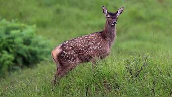 Viral video shows deer 'boxing' with each other, internet in splits