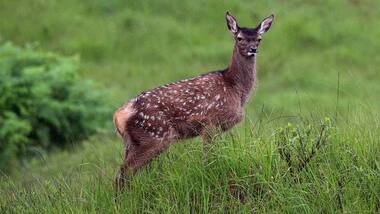 Viral video shows deer 'boxing' with each other, internet in splits