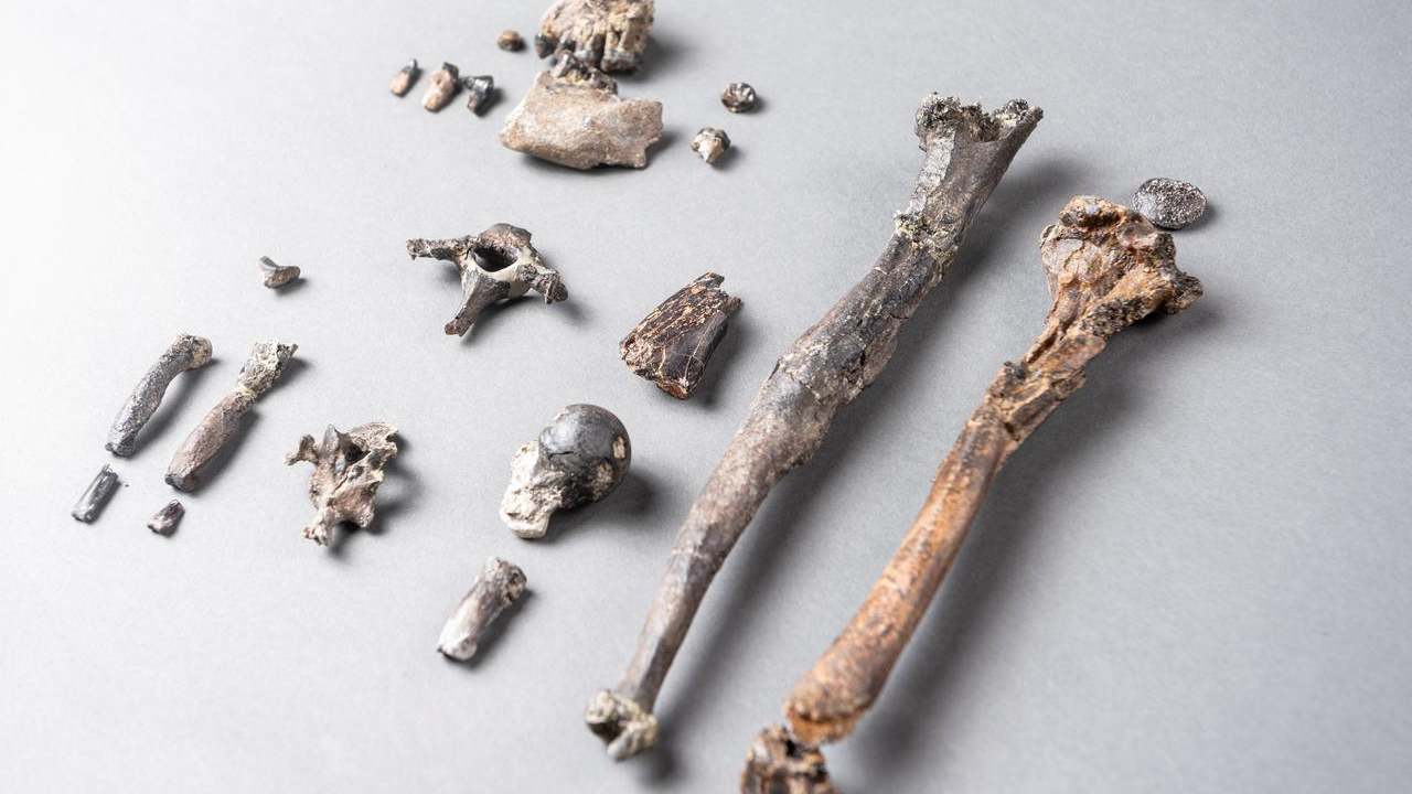 21 fossilized bones of the most complete partial skeleton of a male of the extinct ape species Danuvius guggenmosi, which lived about 12 million years ago in southern Germany. Image: Reuters