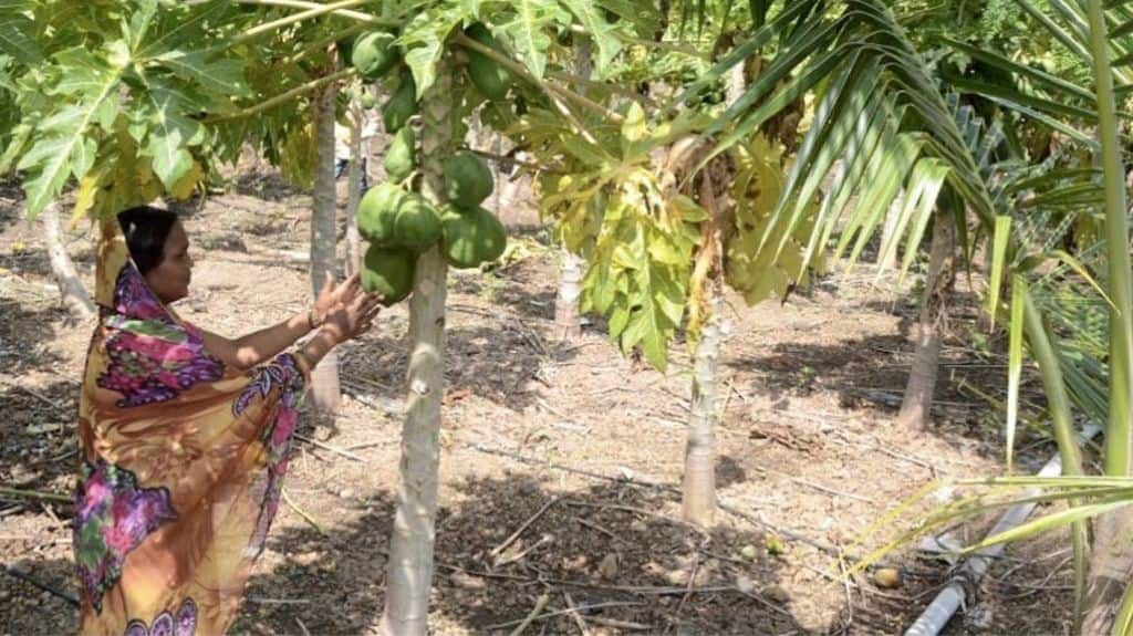 Besides vegetables, lentils and condiments, some women farmers have diversified into papaya plantations. Photo credit: Swayam Shikshan Prayog/The Third Pole.