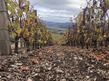 Rajat Parr, the Calcutta born sommelier turned winemaker, talks about his journey: 'Was just trying to be more in touch with nature' Rajat Parr, the Calcutta born sommelier turned winemaker, talks about his journey: 'Was just trying to be more in touch with nature'