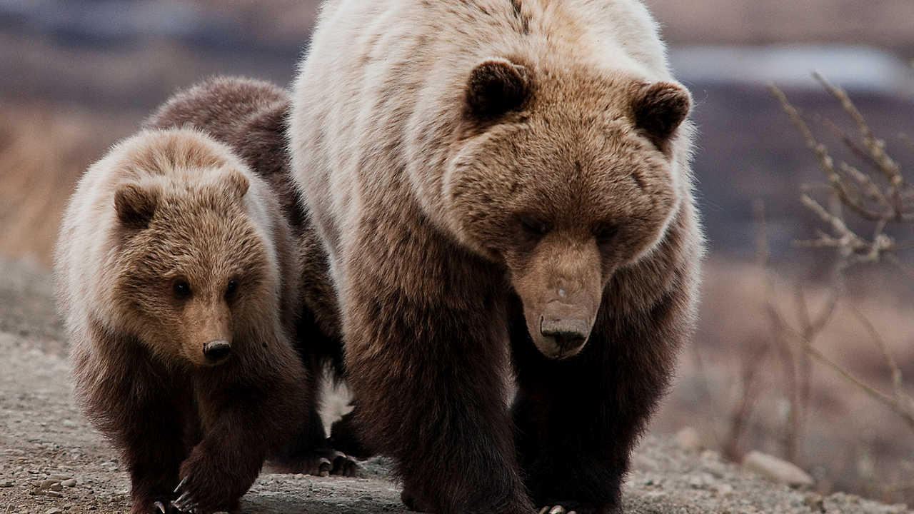 Bears can halt their pregnancies as well. Image credit: Flickr/NPS Photo/ Tim Rains